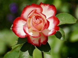 Rose di giugno – LA BARBA DI DIOGENE